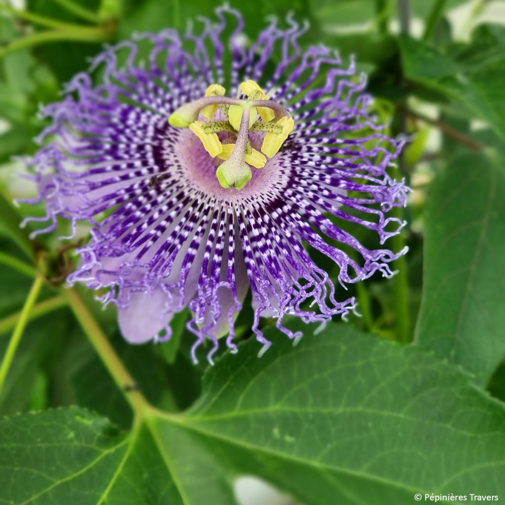 Passiflora incarnata Fata Confetto - Flor de la pasión