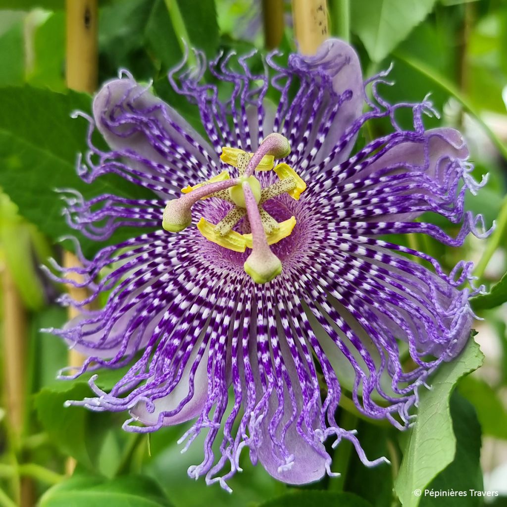 Passiflora incarnata Fata Confetto - Flor de la pasión