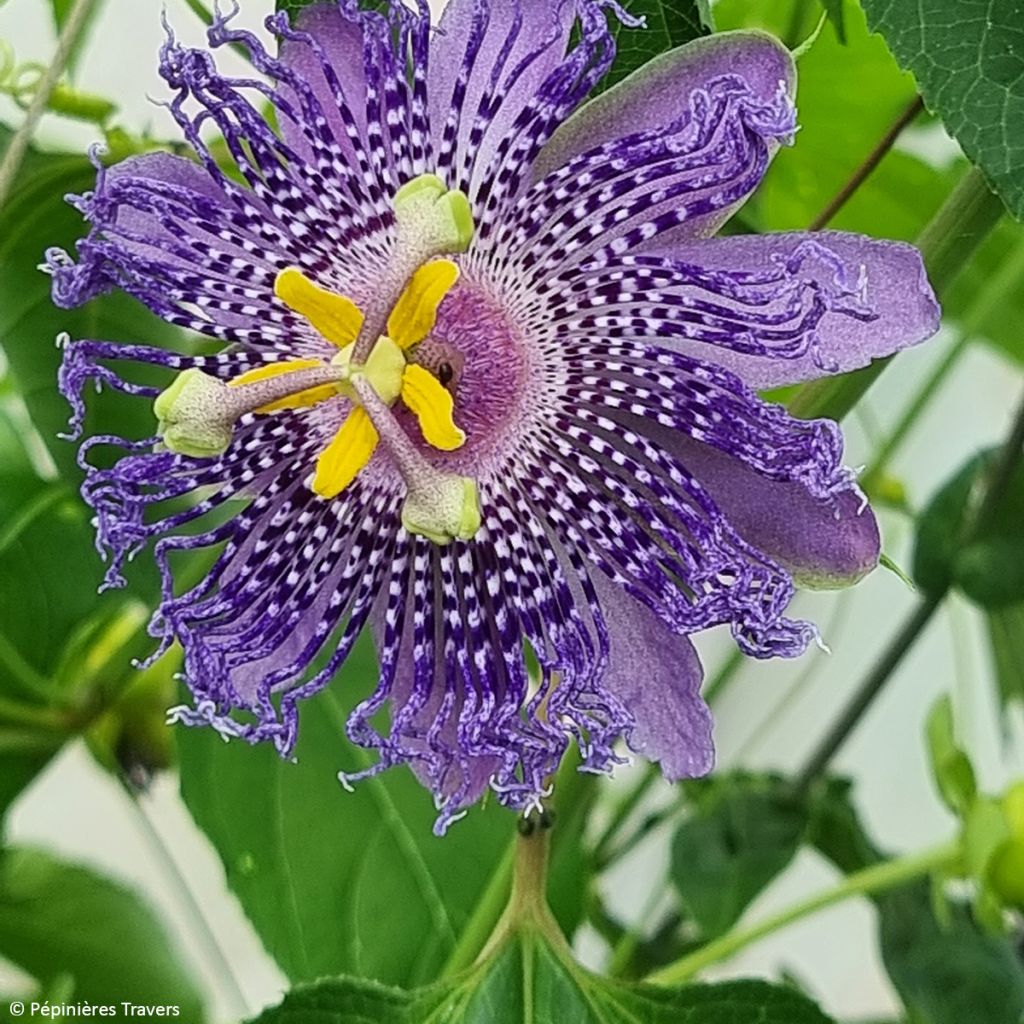 Passiflora incarnata Fata Confetto - Flor de la pasión