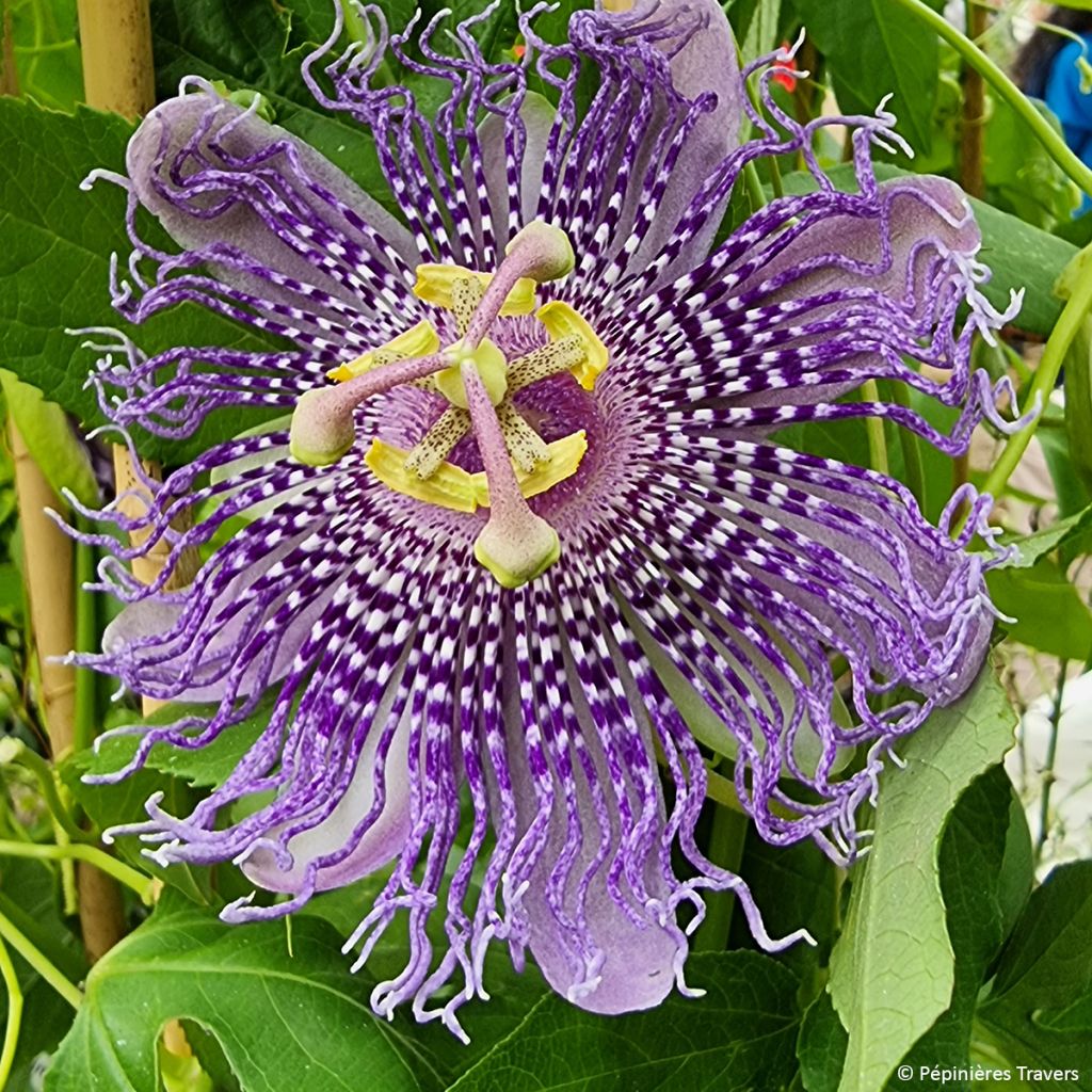 Passiflora incarnata Fata Confetto - Flor de la pasión