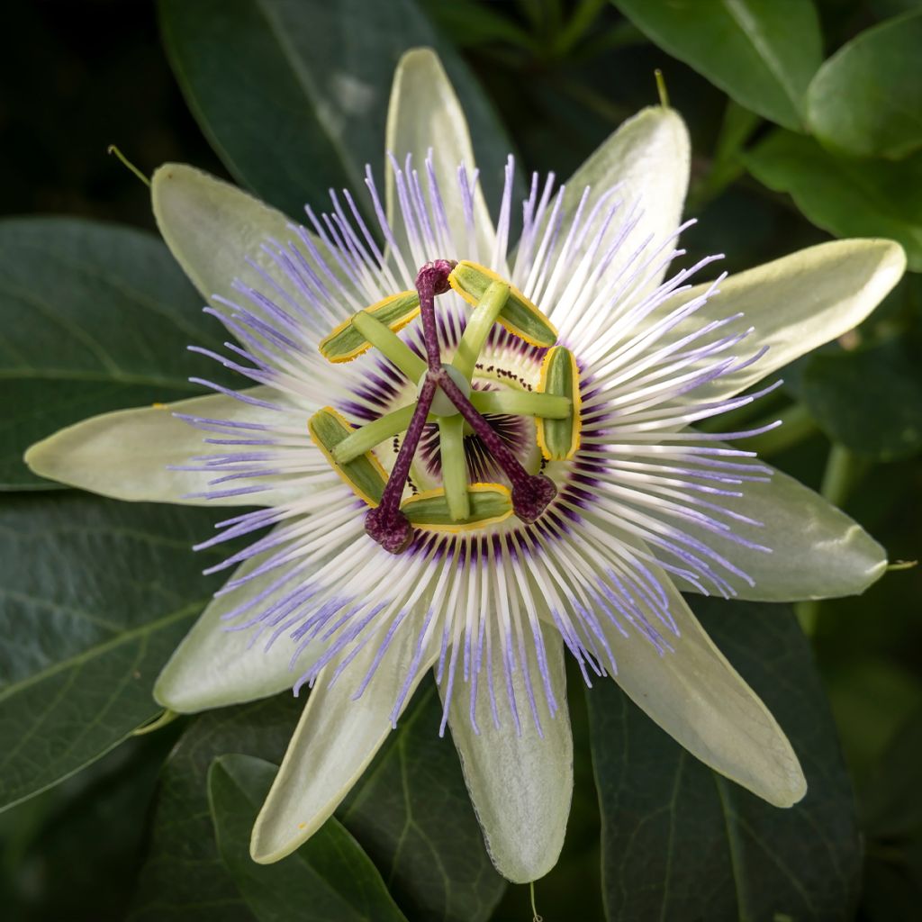 Passiflore, Fleur de la passion - Passiflora caerulea Clear Sky livré en hauteur 60 cm en pot de 1,5l/2l