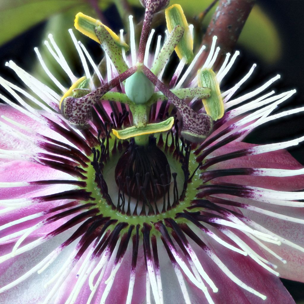 Passiflore - Passiflora Eden