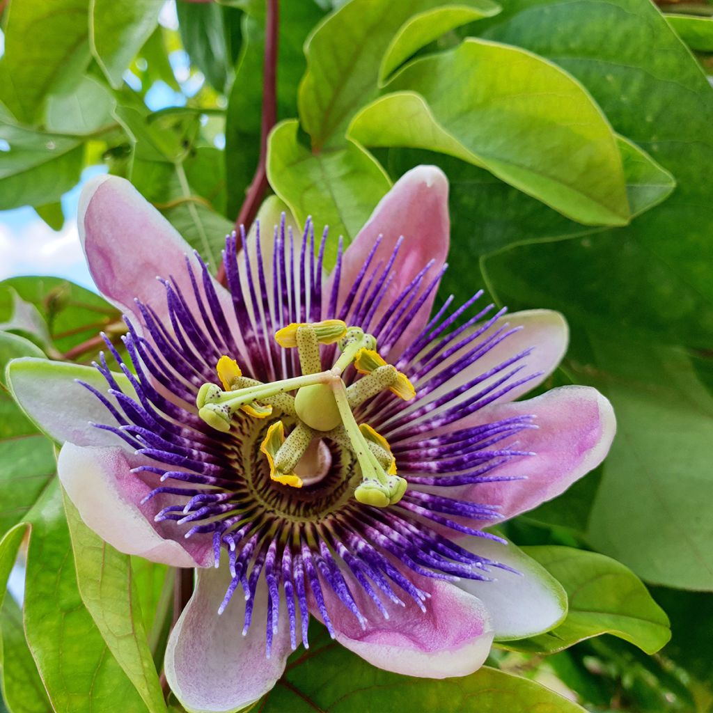 Passiflore - Passiflora Impératrice Eugénie