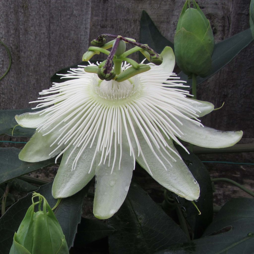 Passiflora hybrida Snow Queen - Flor de la pasión