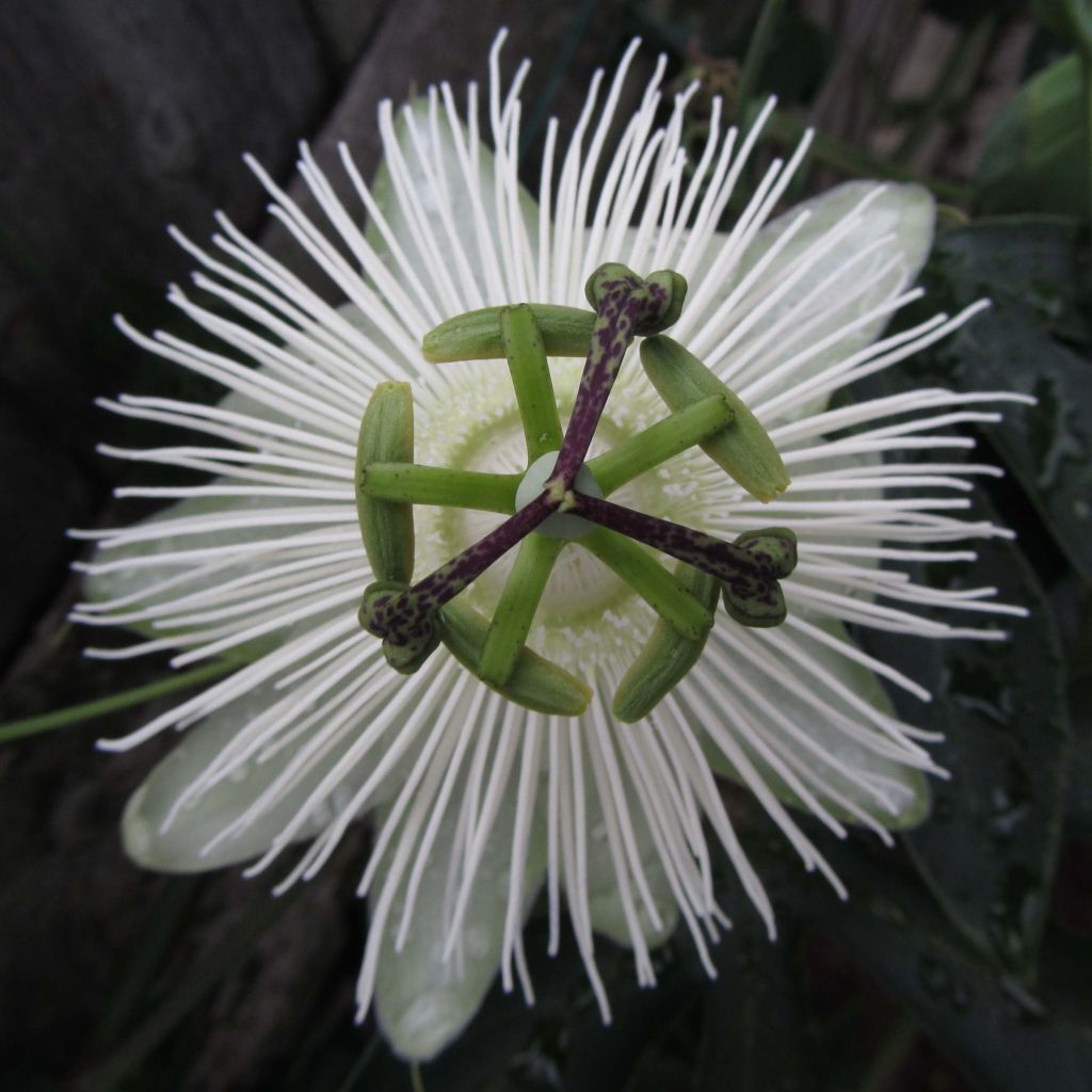 Passiflora hybrida Snow Queen - Flor de la pasión