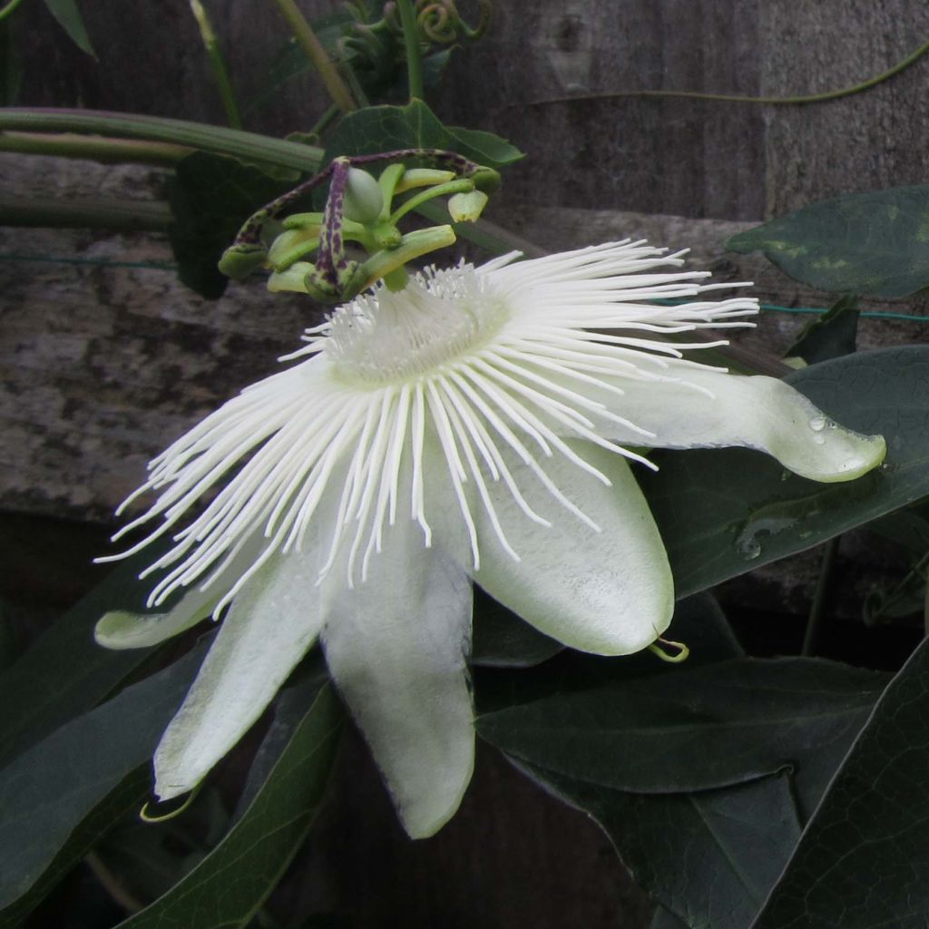 Passiflora hybrida Snow Queen - Flor de la pasión