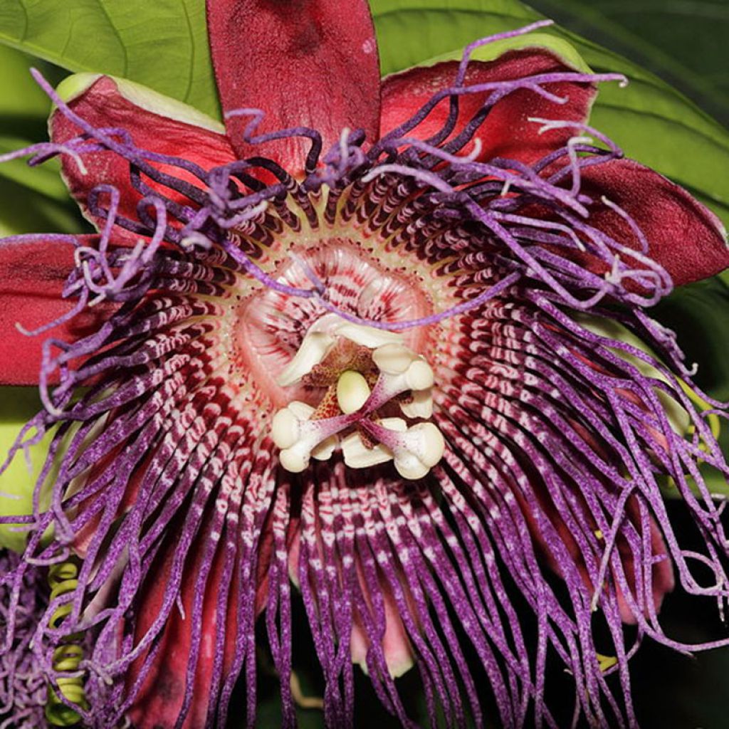 Passiflora quadrangularis - Badea