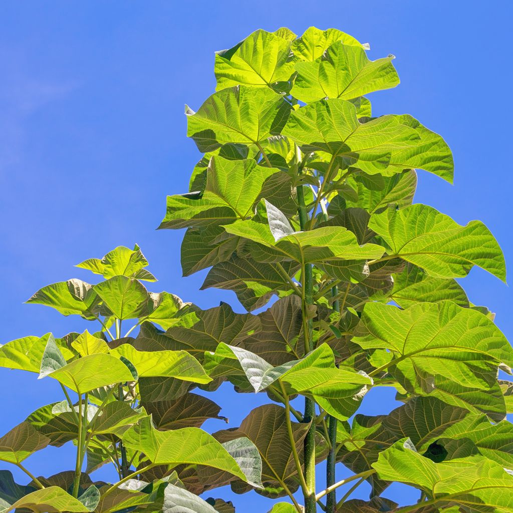 Paulownia elongata