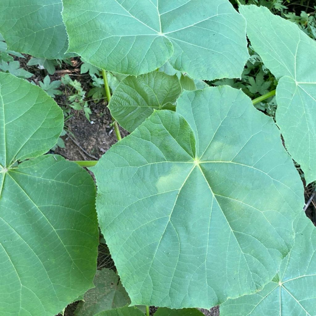 Paulownia fortunei April Light - Arbre du dragon