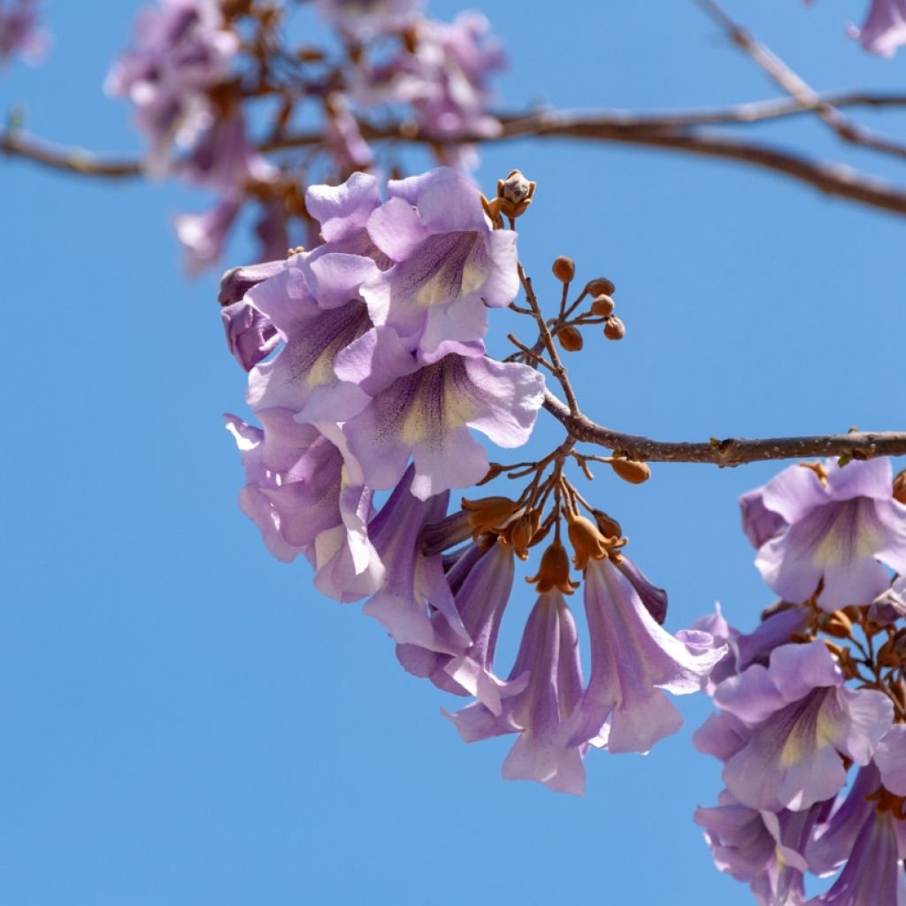 Paulownia tomentosa (semillas) - Paulonia imperial