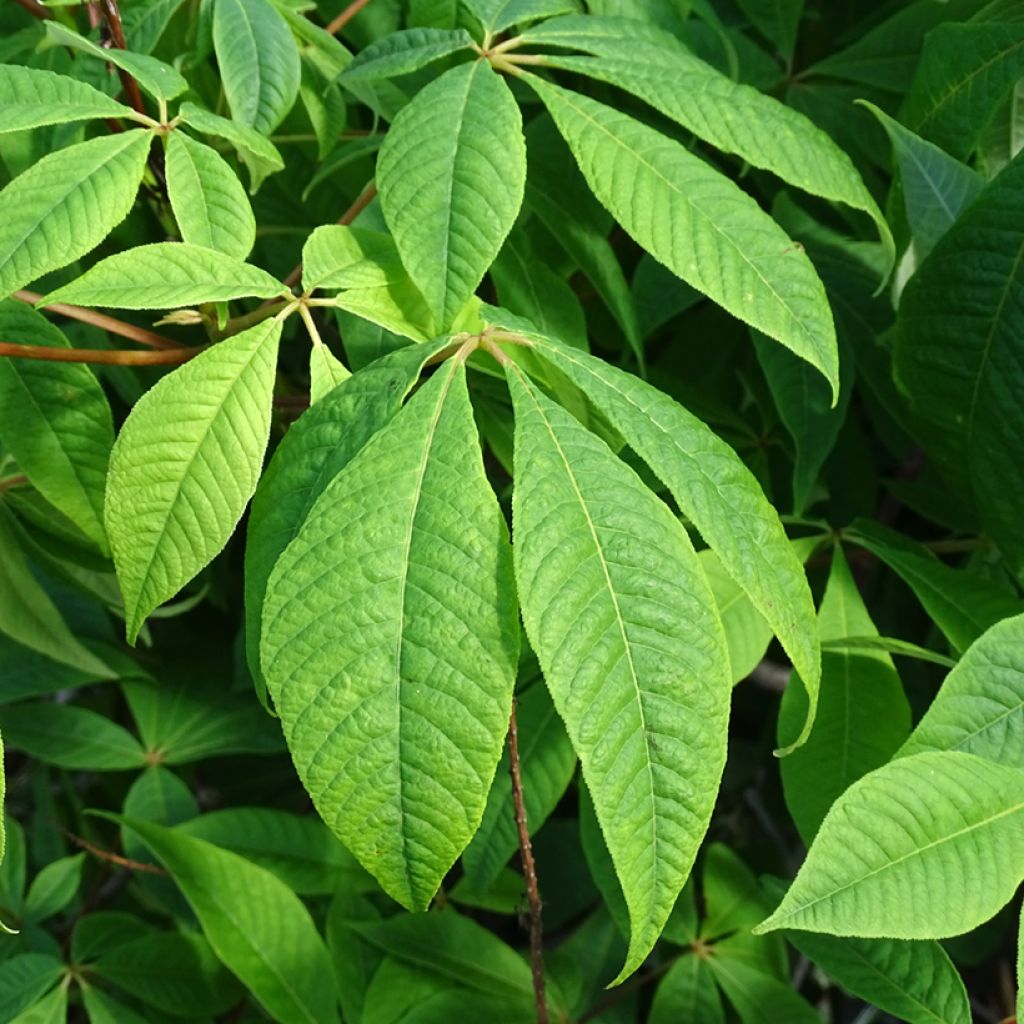 Aesculus parviflora - Castaño de hojas pequeñas