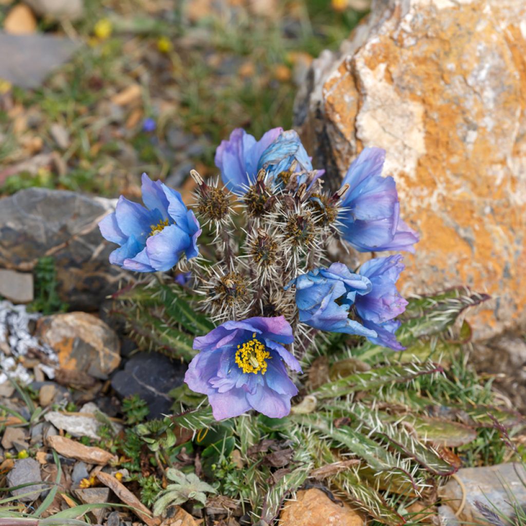 Meconopsis horridula - Amapola del Himalaya