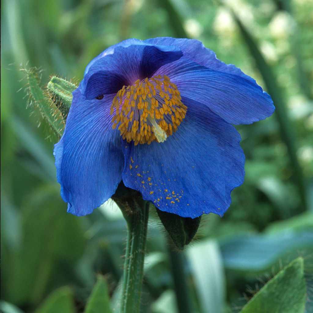 Meconopsis sheldonii - Amapola Azul