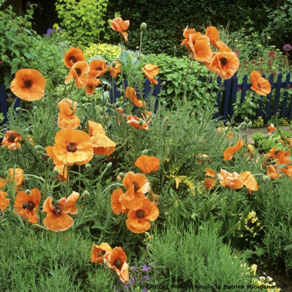 Amapola oriental Harvest Moon - Papaver orientale