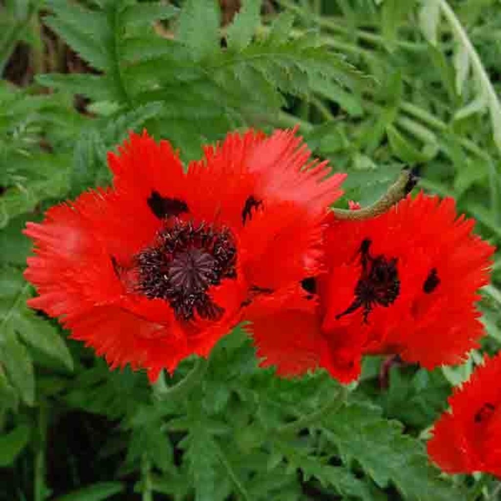 Amapola oriental Türkenlouis - Papaver orientale