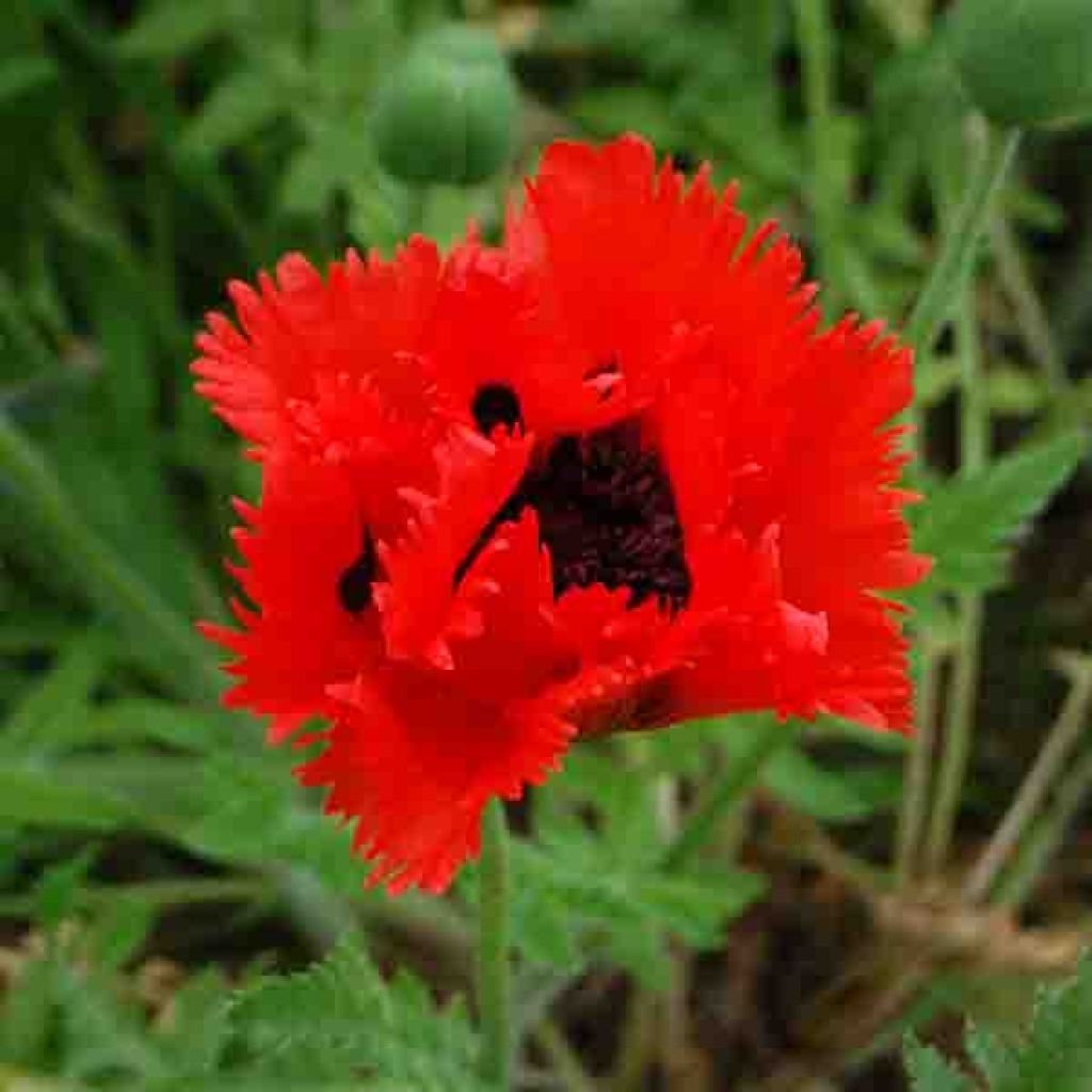 Amapola oriental Türkenlouis - Papaver orientale