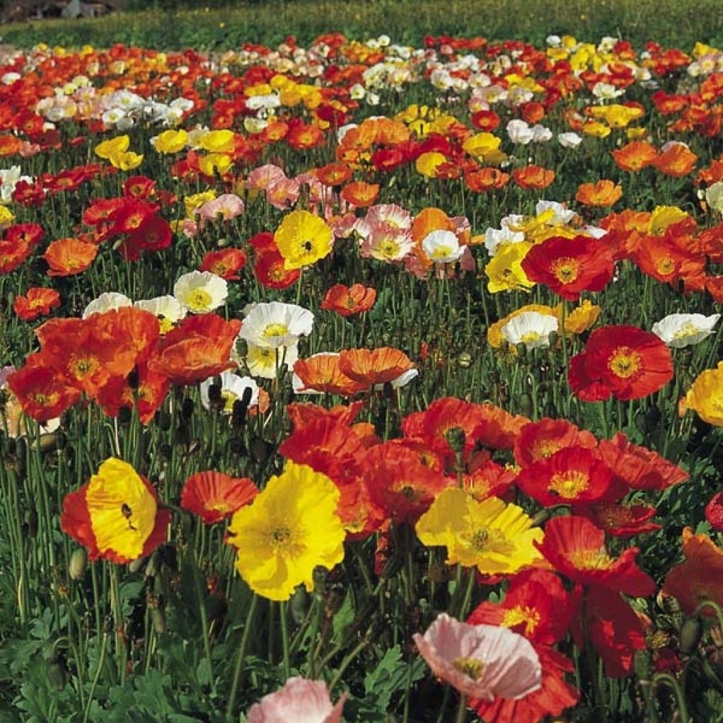 Amapola de Islandia Gartenzwerg - Papaver nudicaule