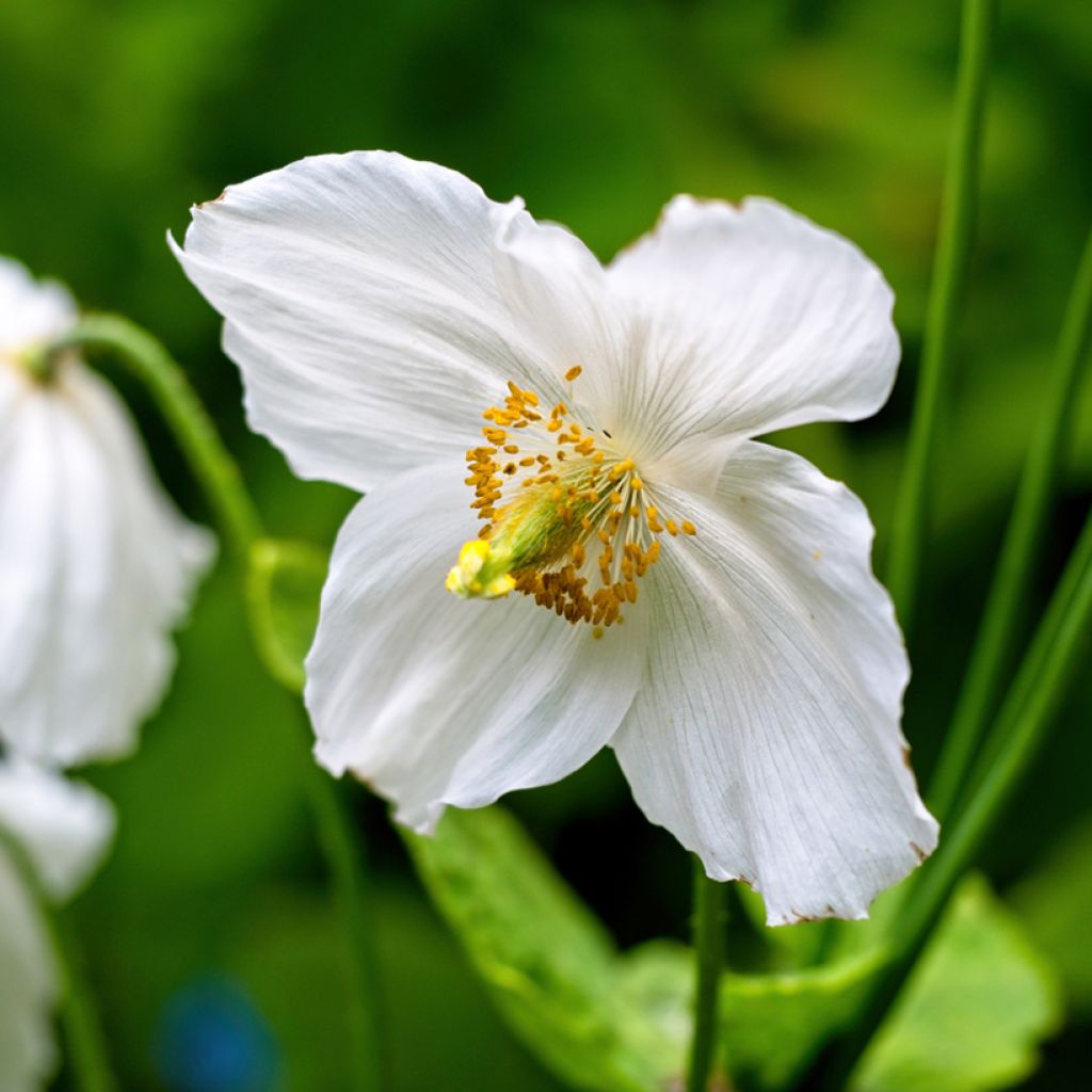 Meconopsis betonicifolia Alba - Amapola del Himalaya