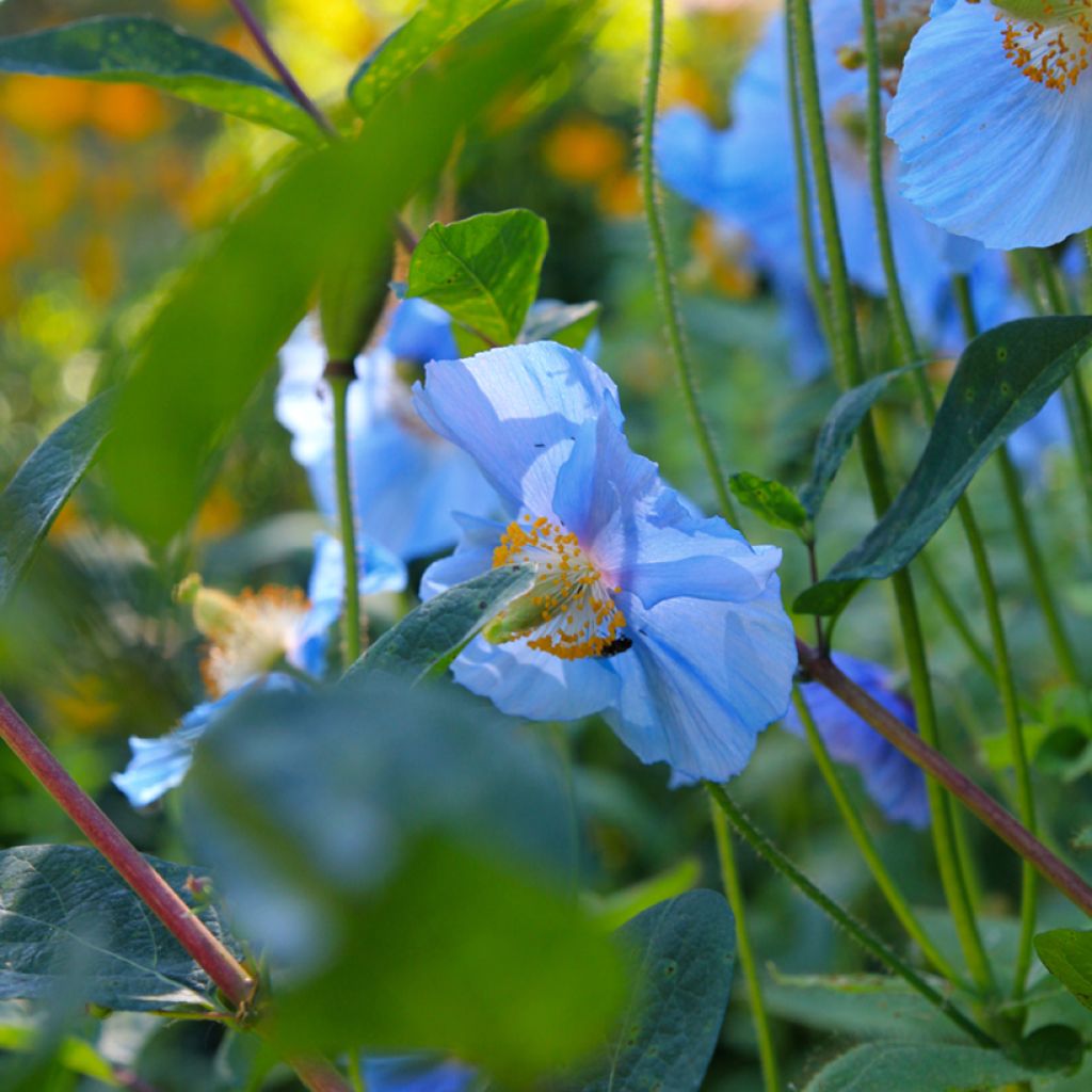 Meconopsis betonicifolia - Amapola azul del Himalaya