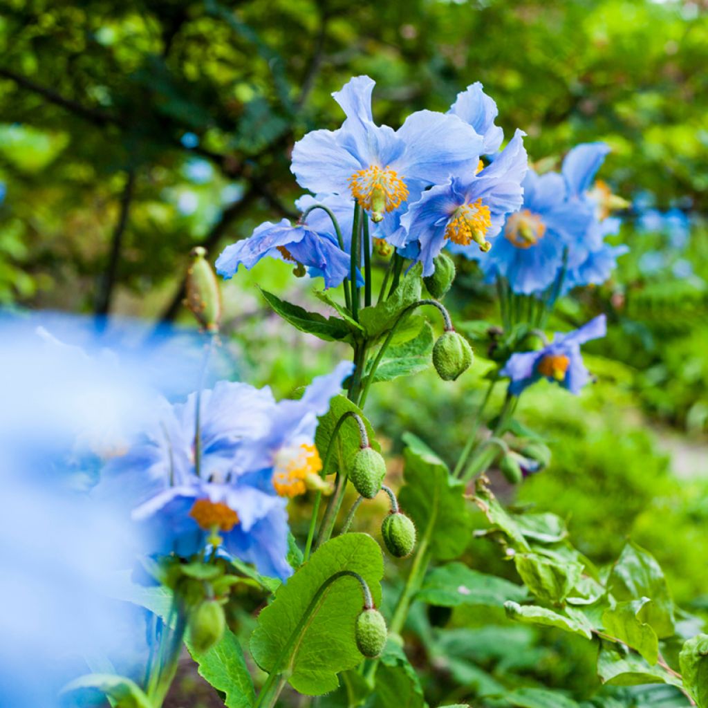 Meconopsis betonicifolia - Amapola azul del Himalaya