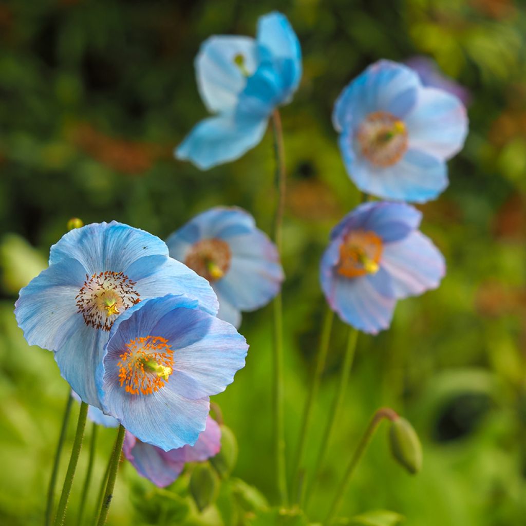 Meconopsis betonicifolia - Amapola azul del Himalaya