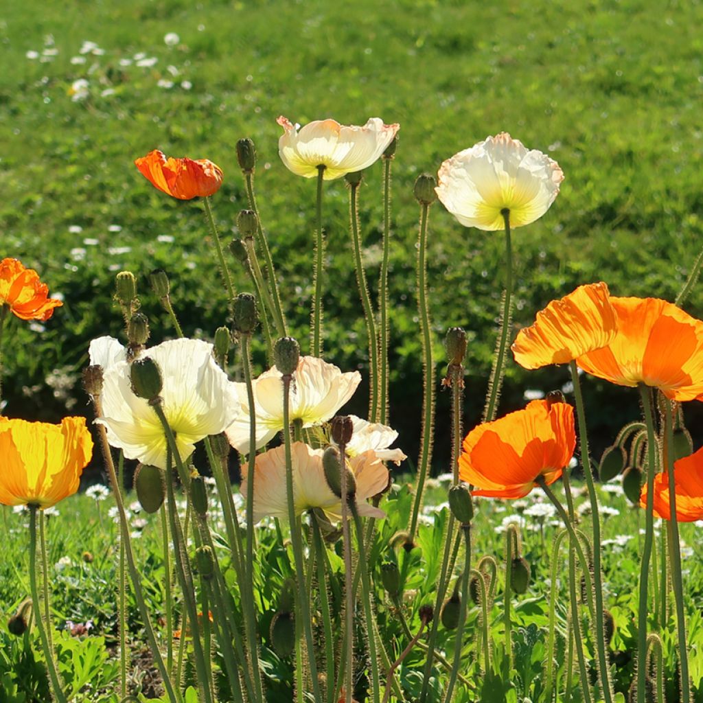 Amapola de Islandia Gartenzwerg - Papaver nudicaule