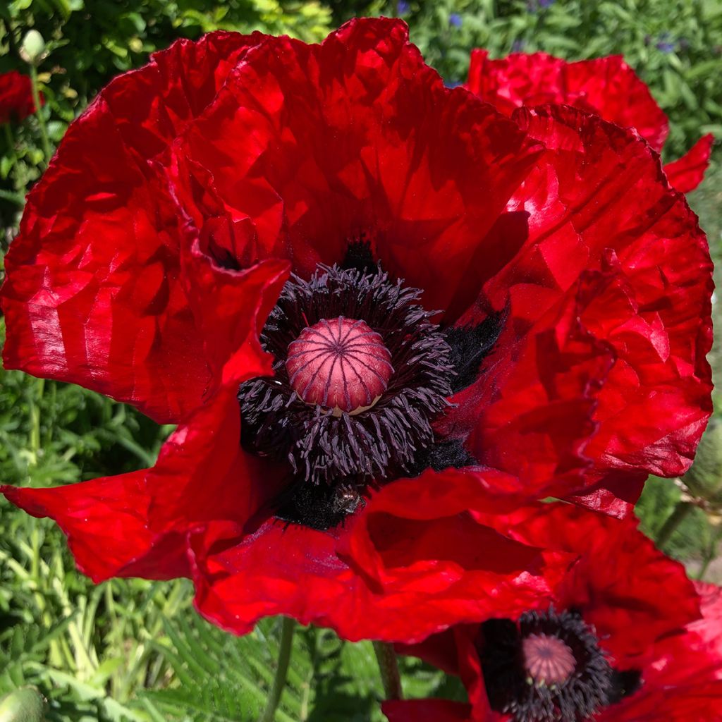 Amapola oriental Heartbeat - Papaver orientale