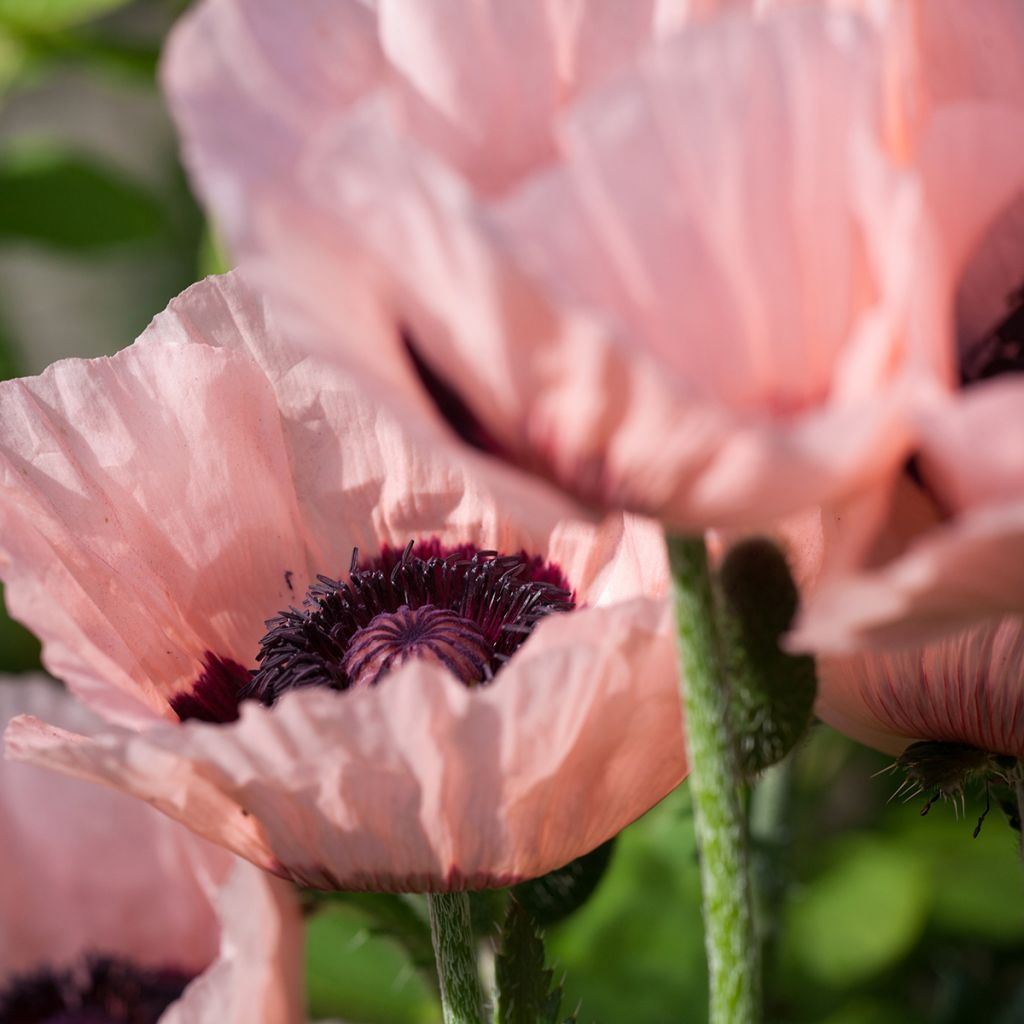 Amapola oriental Little Dancing Girl - Papaver orientale