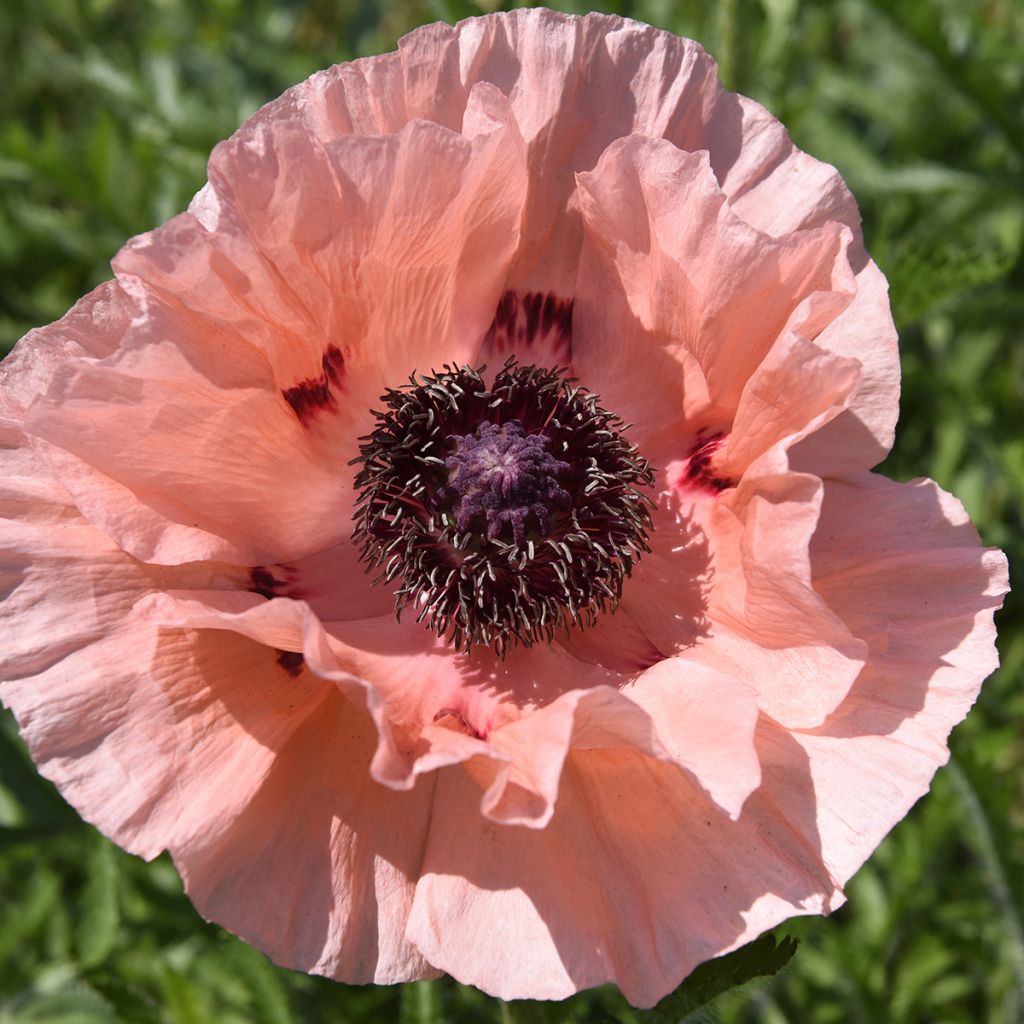 Amapola oriental Little Dancing Girl - Papaver orientale