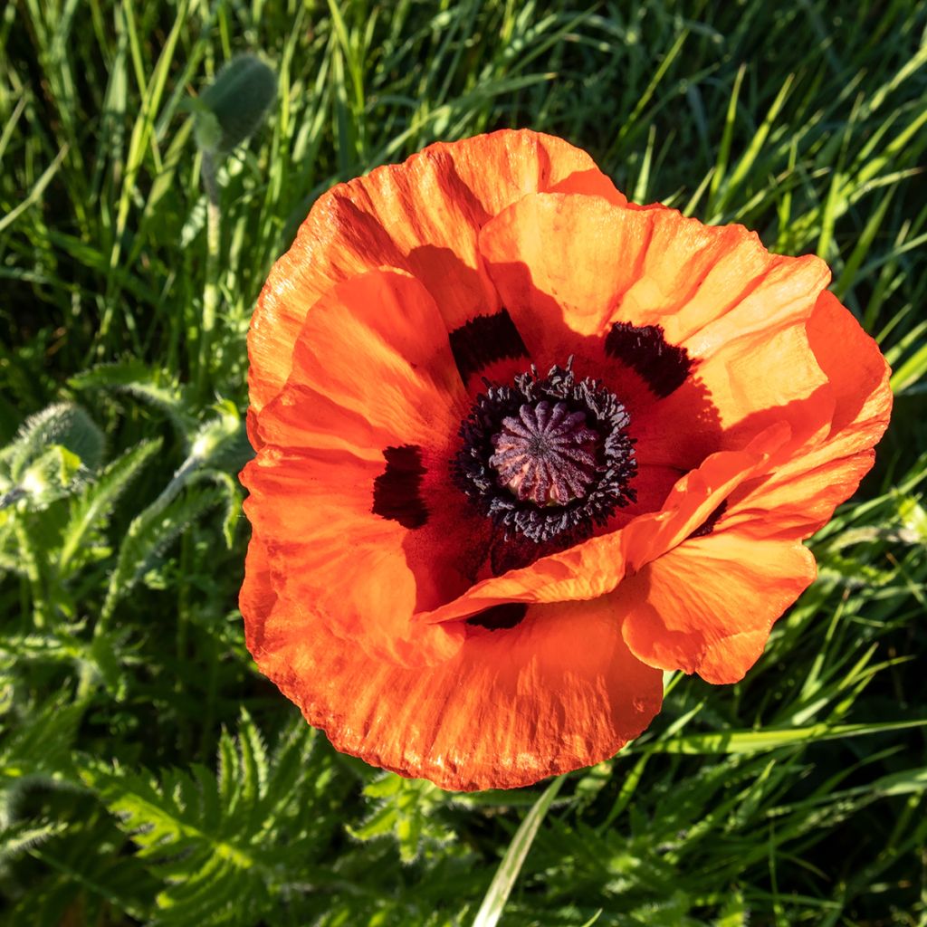 Amapola oriental Orange Glow - Papaver orientale