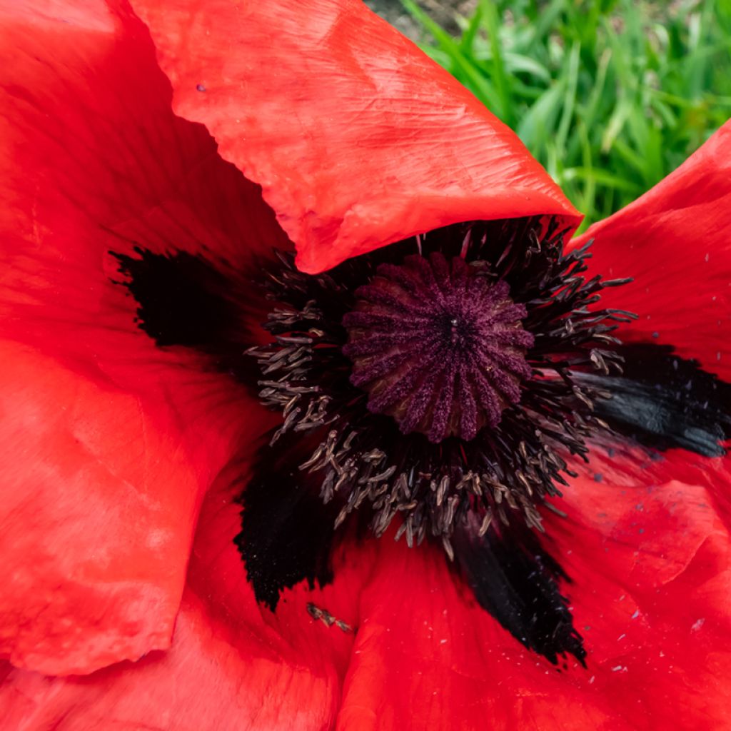 Amapola oriental Beauty of Livermere - Papaver orientale