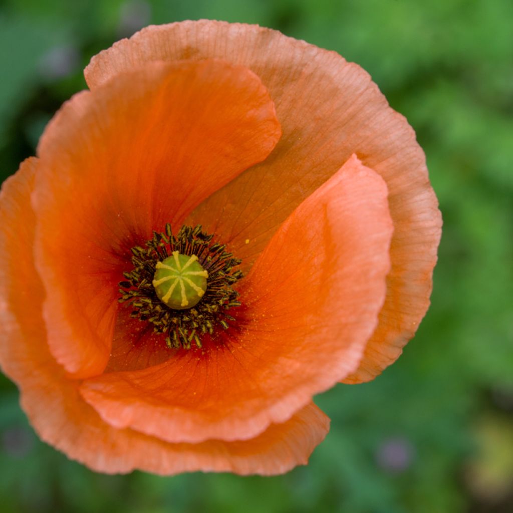 Amapola oriental Harvest Moon - Papaver orientale