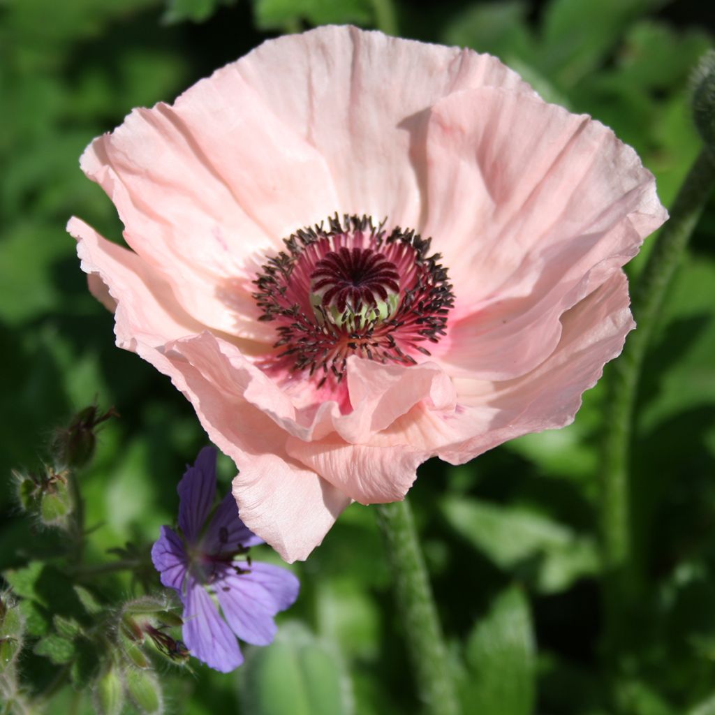 Amapola oriental Karine - Papaver orientale