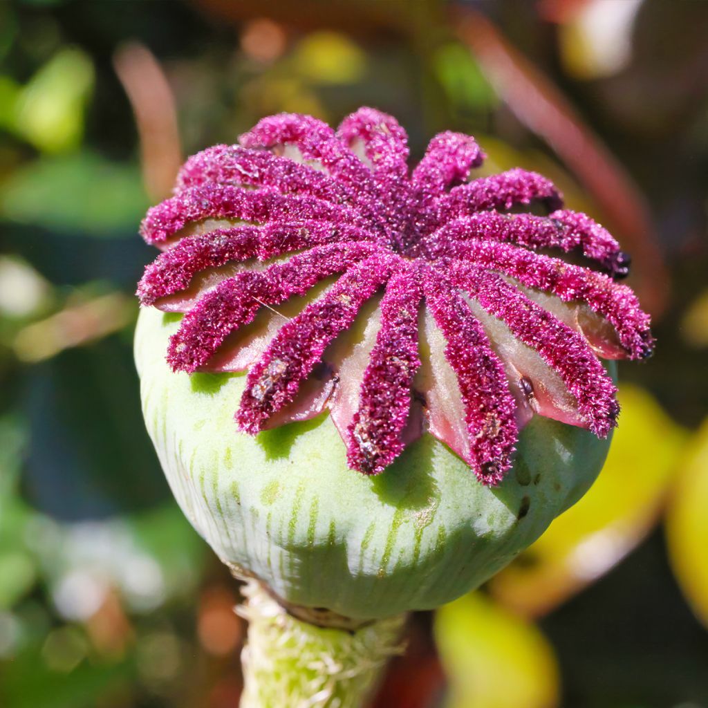 Pavot d Orient - Papaver orientale Lilac Girl