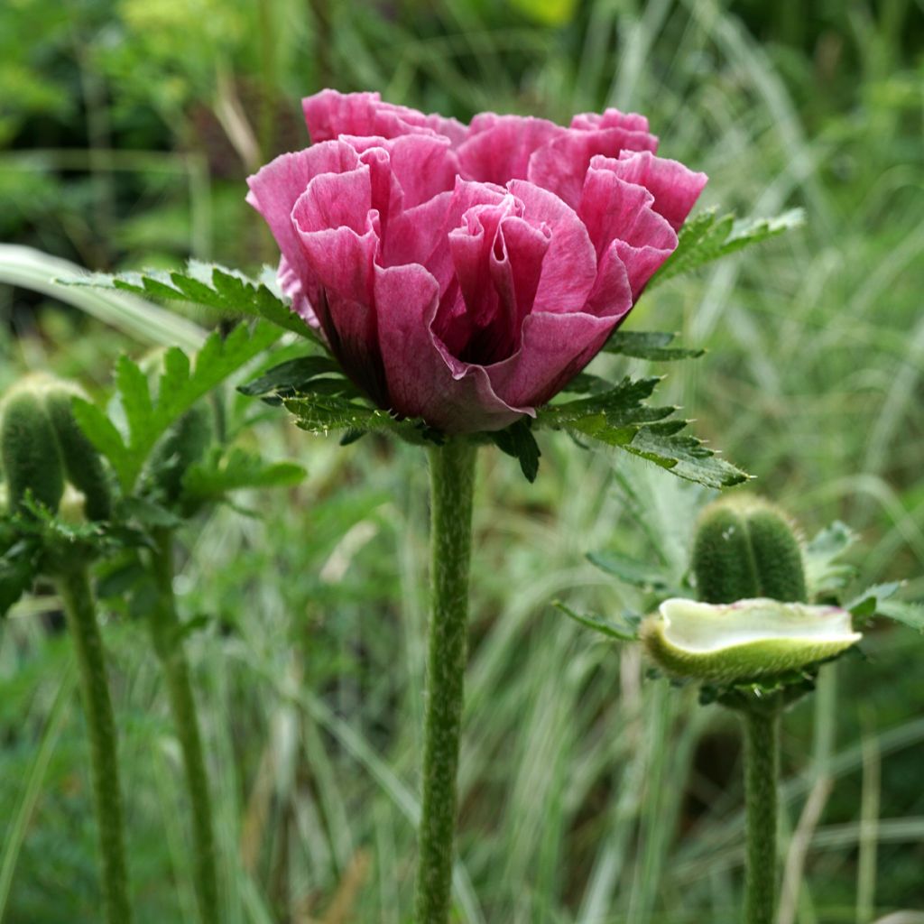 Pavot d Orient - Papaver orientale Lilac Girl