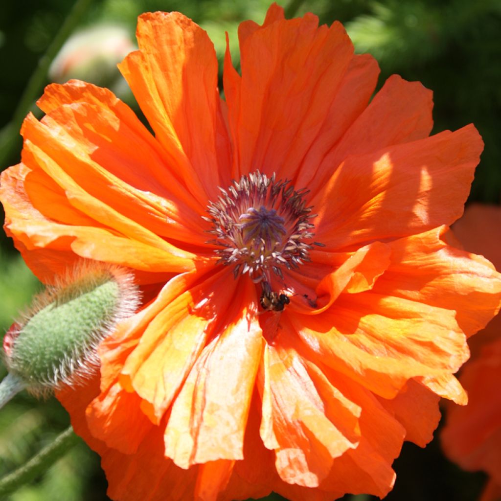 Amapola oriental May Queen - Papaver orientale