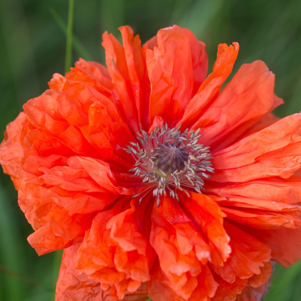 Amapola oriental May Queen - Papaver orientale