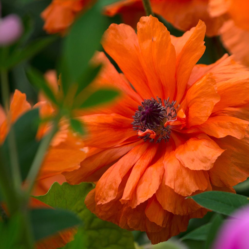 Amapola oriental May Queen - Papaver orientale