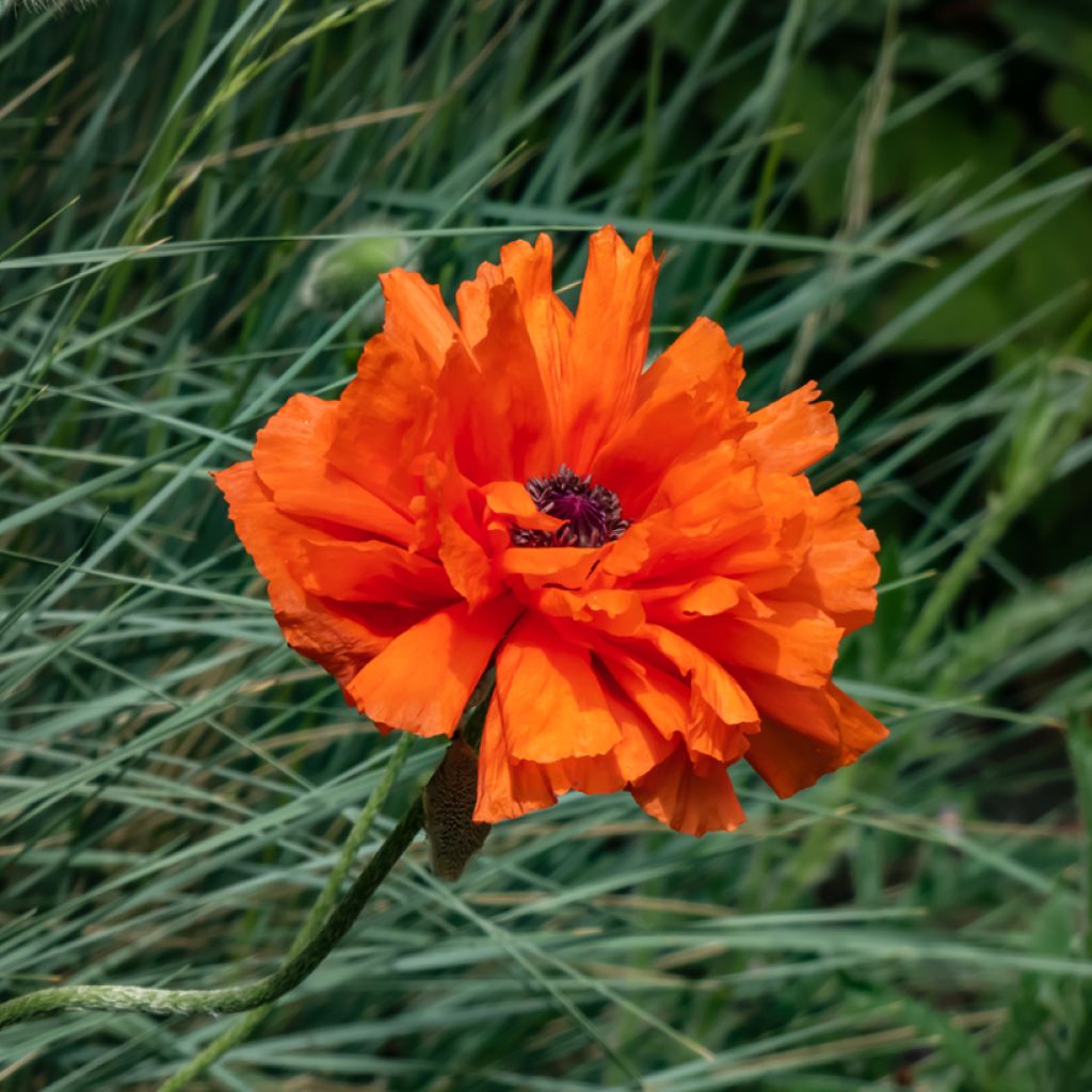 Amapola oriental May Queen - Papaver orientale