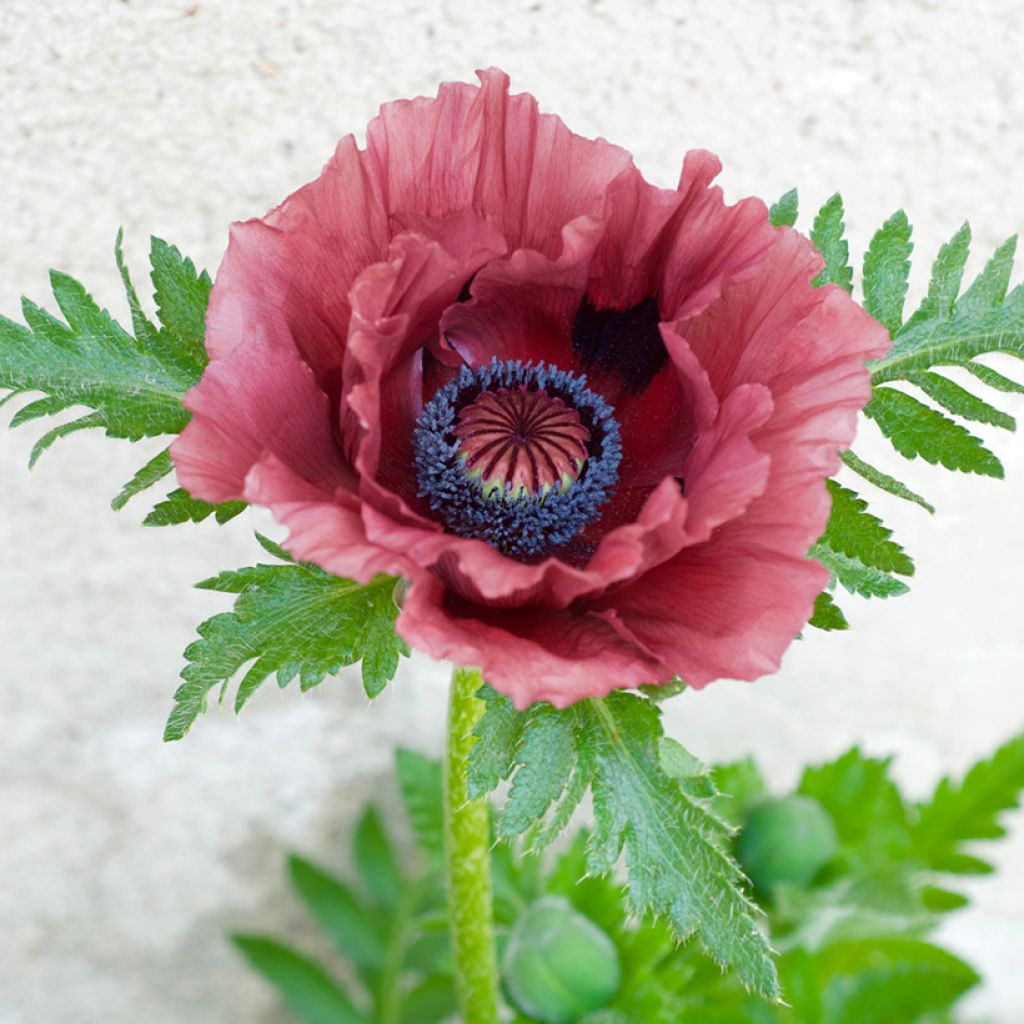 Amapola oriental Patty's Plum - Papaver orientale