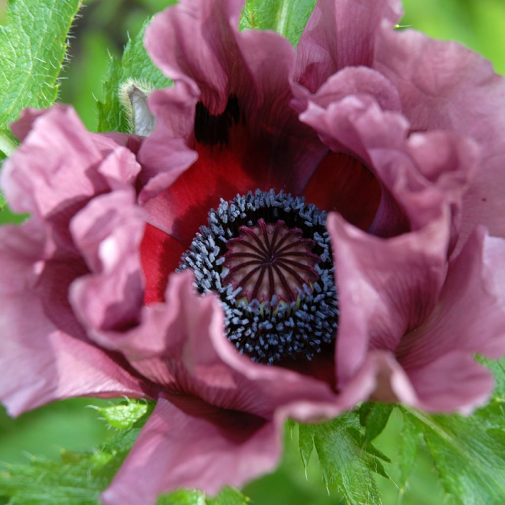 Amapola oriental Patty's Plum - Papaver orientale