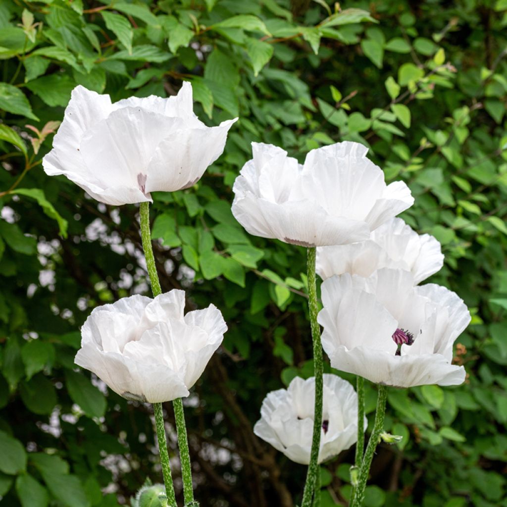 Amapola oriental Perry's White - Papaver orientale