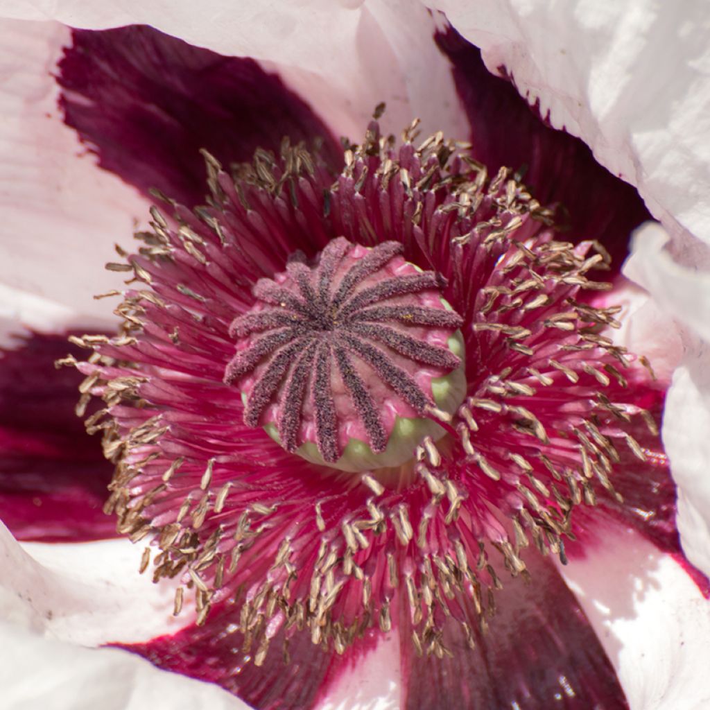 Amapola oriental Royal Wedding - Papaver orientale