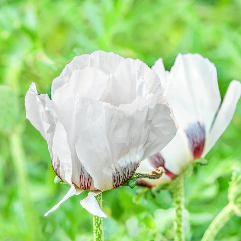 Amapola oriental Royal Wedding - Papaver orientale