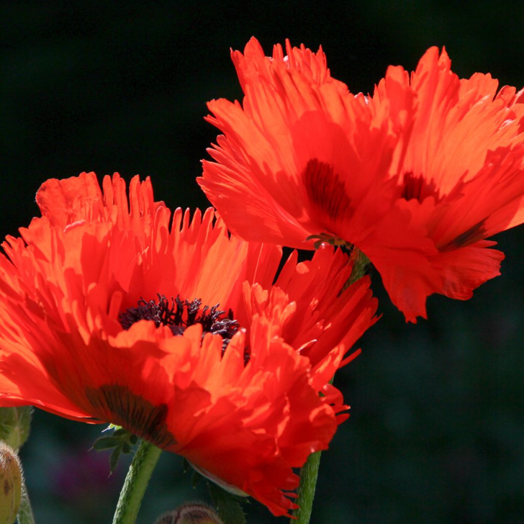 Amapola oriental Türkenlouis - Papaver orientale