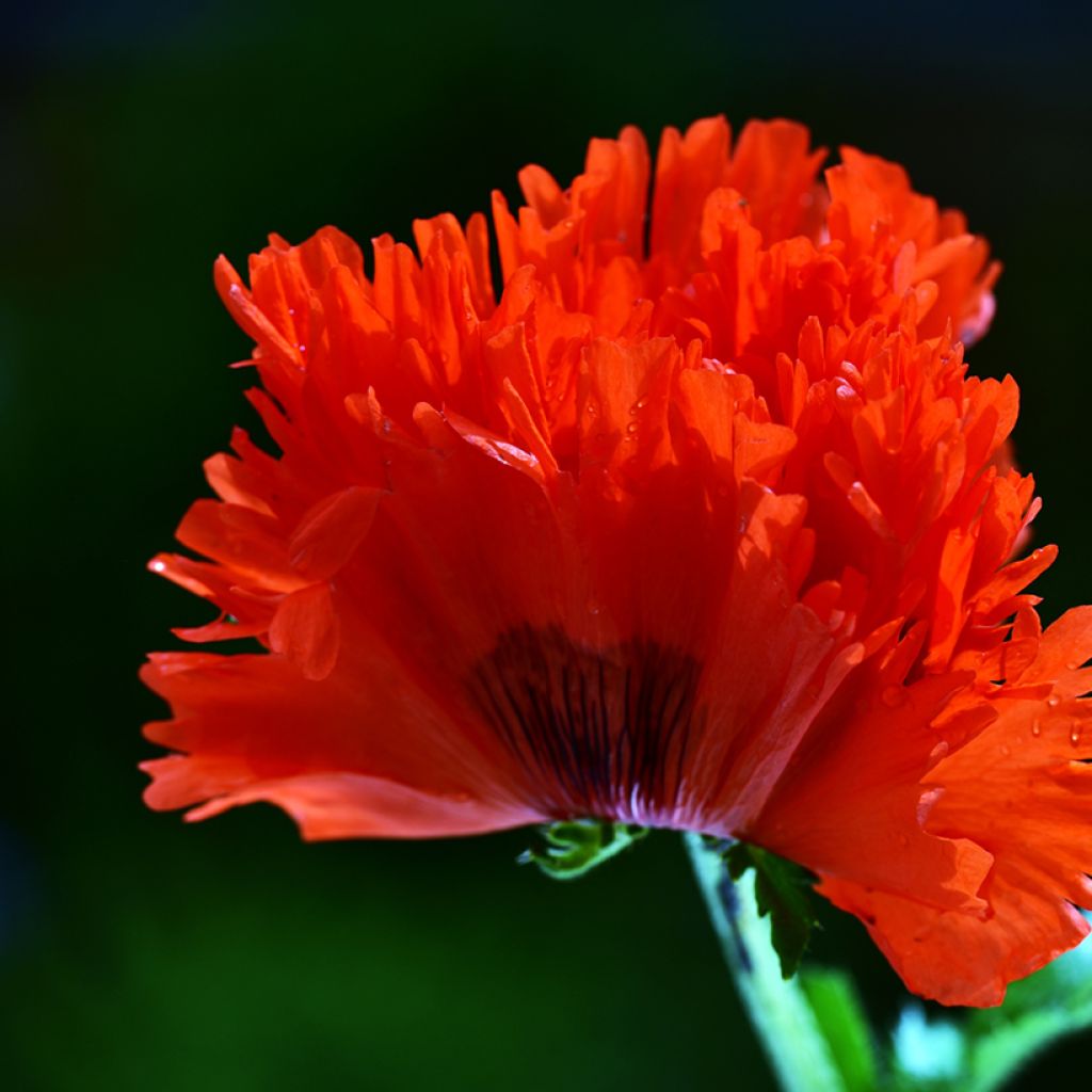 Amapola oriental Türkenlouis - Papaver orientale