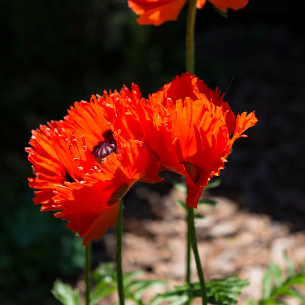 Amapola oriental Türkenlouis - Papaver orientale