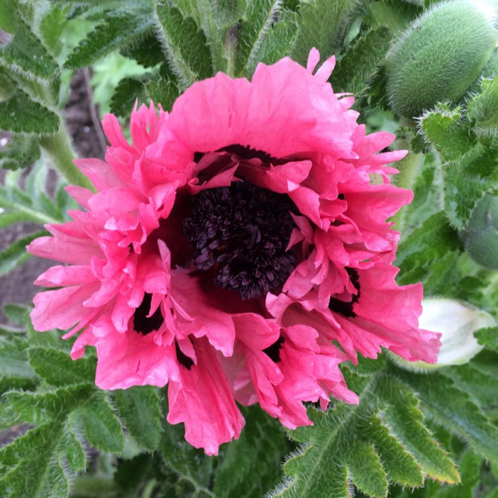 Amapola oriental Pink Perfection - Papaver orientale