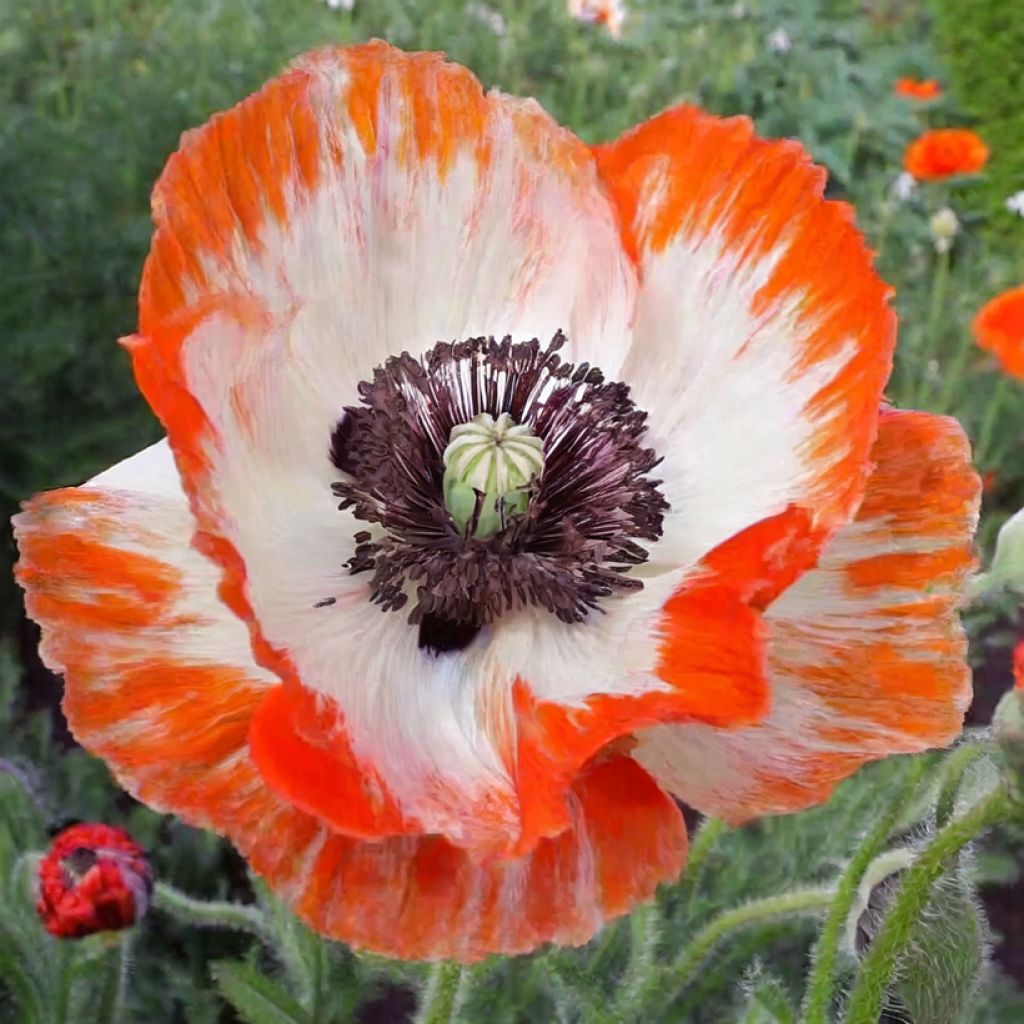 Amapola oriental Place Pigalle - Papaver orientale