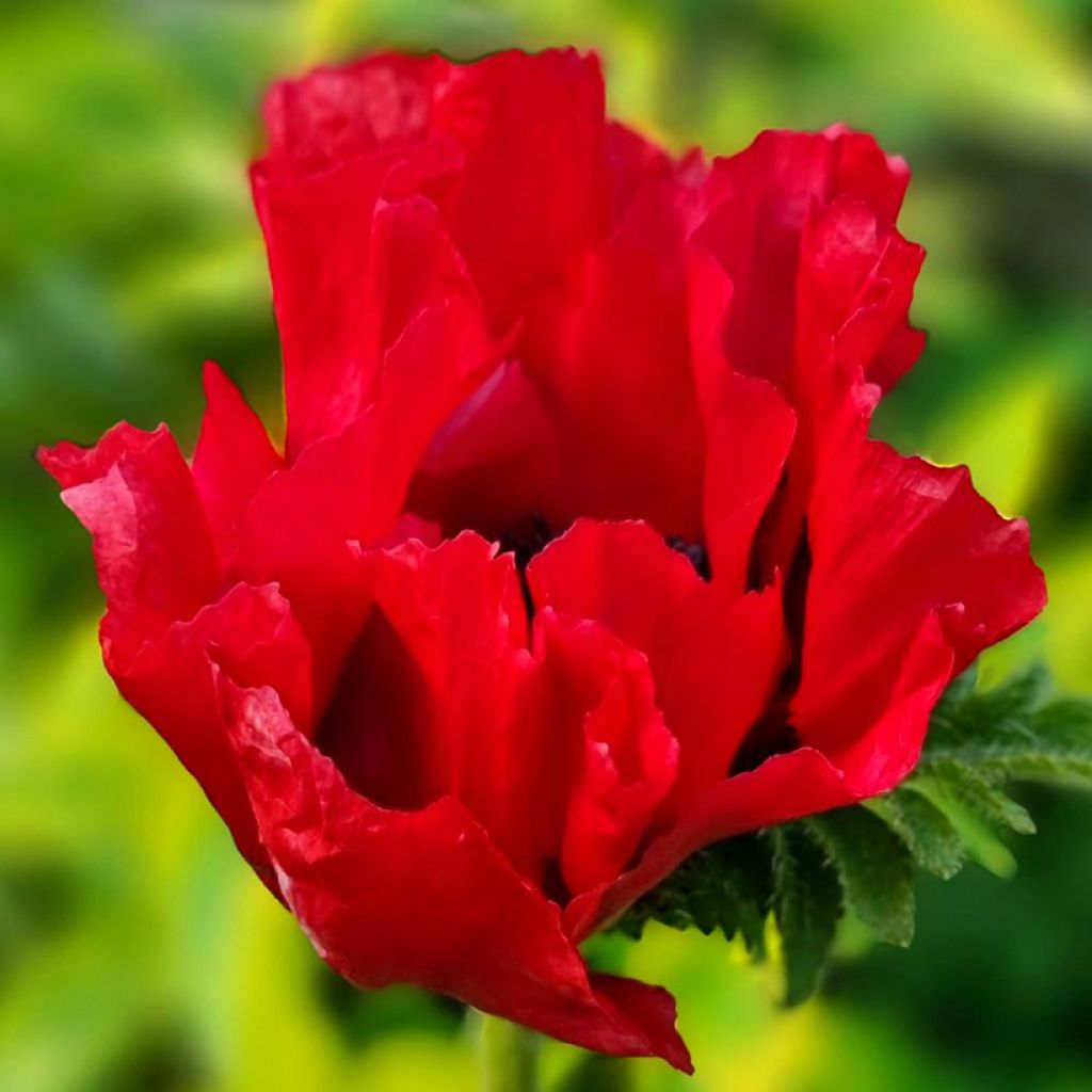 Amapola oriental Red Rumble - Papaver orientale